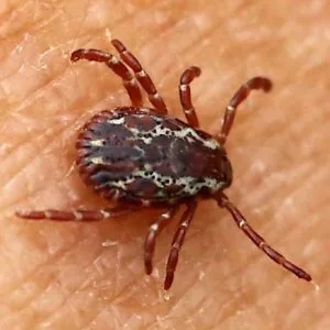 American Dog Ticks