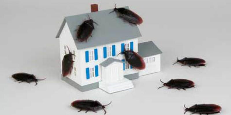 Cockroaches on model home. Interstate Pest Management serving Portland OR & Vancouver WA talks about preparing your home for fall pest control in Portland OR.