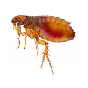Close up of a flea. Interstate Pest Management serving Portland OR & Vancouver WA talks about 8 Facts Wikipedia Won’t Tell You about fleas.