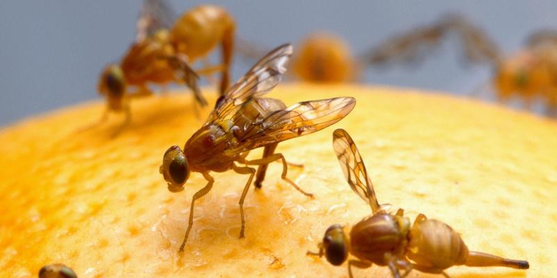 Flies on an orange. Interstate Pest Management serving Portland OR & Vancouver WA talks about 5 tips for getting rid of fruit flies.