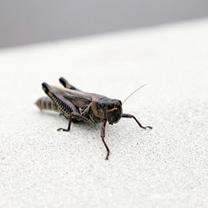 Close up of a House Cricket. Interstate Pest Management serving Portland OR & Vancouver WA talks about 8 Facts Wikipedia Won’t Tell You about crickets.