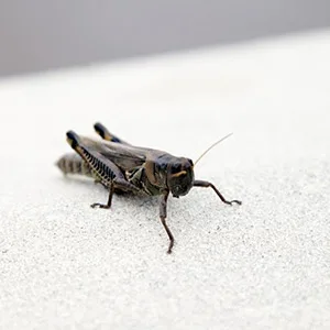 Close up of a House Cricket. Interstate Pest Management serving Portland OR & Vancouver WA talks about 8 Facts Wikipedia Won’t Tell You about crickets.