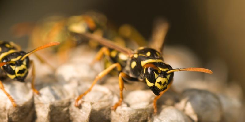 Yellow jackets on a nest. Interstate Pest Management serving Portland OR & Vancouver WA talks about how to help prevent yellow jackets.