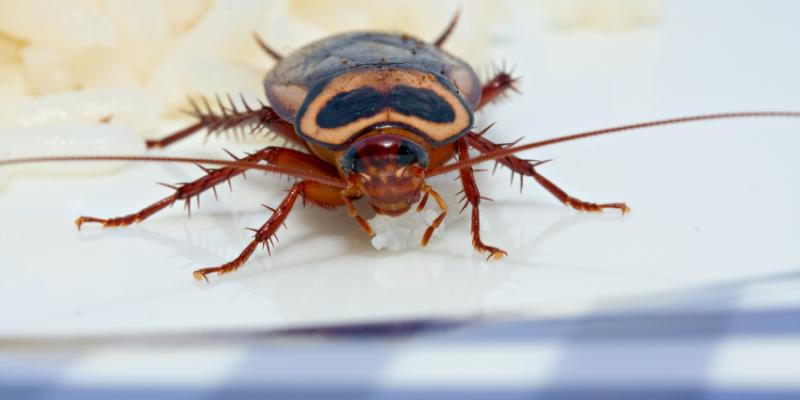 Up close of a small insect. Interstate Pest Management serving Portland OR & Vancouver WA talks about just saying no to bugs.