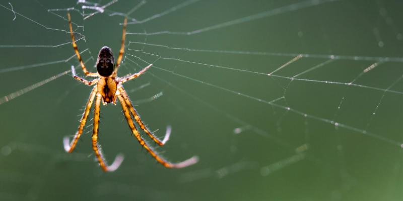 Spider on a web. Interstate Pest Management serving Portland OR & Vancouver WA talks about the funnel weaver spider and hobo spider.