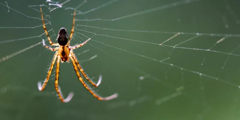 Spider on a web. Interstate Pest Management serving Portland OR & Vancouver WA talks about the funnel weaver spider and hobo spider.
