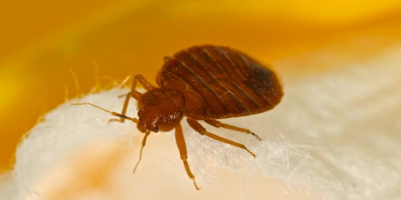 Up close image of a bed bug. Interstate Pest Management serving Portland OR & Vancouver WA talks about bed bugs and their habits.
