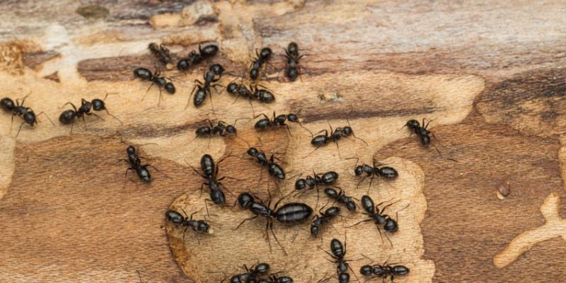 Carpenter ants on a piece of wood. Interstate Pest Management serving Portland OR & Vancouver WA talks about carpenter ant prevention tips.