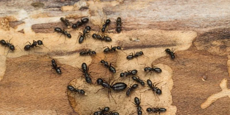 Carpenter ants on a piece of wood. Interstate Pest Management serving Portland OR & Vancouver WA talks about carpenter ant prevention tips.