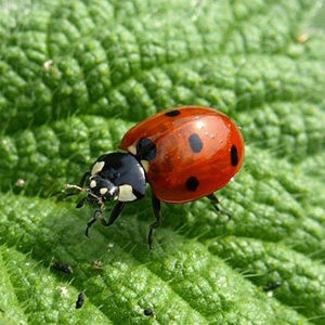 Close up of a Ladybug. Interstate Pest Management serving Portland OR & Vancouver WA talks about 8 Facts Wikipedia Won’t Tell You about Ladybugs.