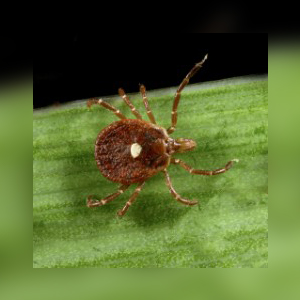 Close up of a Lone Star Tick. Interstate Pest Management serving Portland OR & Vancouver WA talks about 8 Facts Wikipedia Won’t Tell You about Ticks.