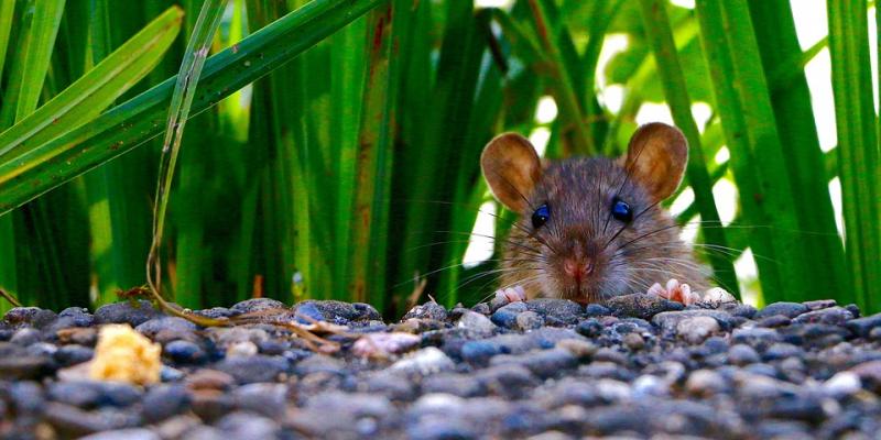 A mouse hiding in the grass. Interstate Pest Management serving Portland OR & Vancouver WA talks about a mouse in the house.