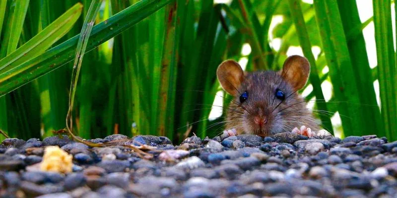 A mouse hiding in the grass. Interstate Pest Management serving Portland OR & Vancouver WA talks about a mouse in the house.