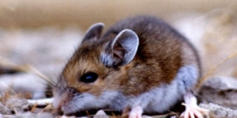Up close image of deer mouse. Interstate Pest Management serving Portland OR & Vancouver WA talks about deer mice for Christmas.