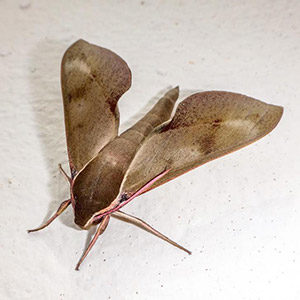 Let's Chat About Pantry Moths In Dallas