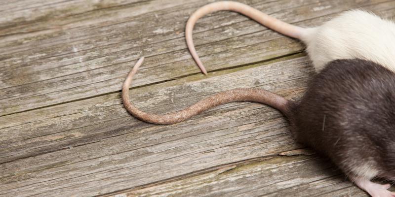 Two rodent tails. Interstate Pest Management serving Portland OR & Vancouver WA talks about How to Protect Your Home From Rodents.