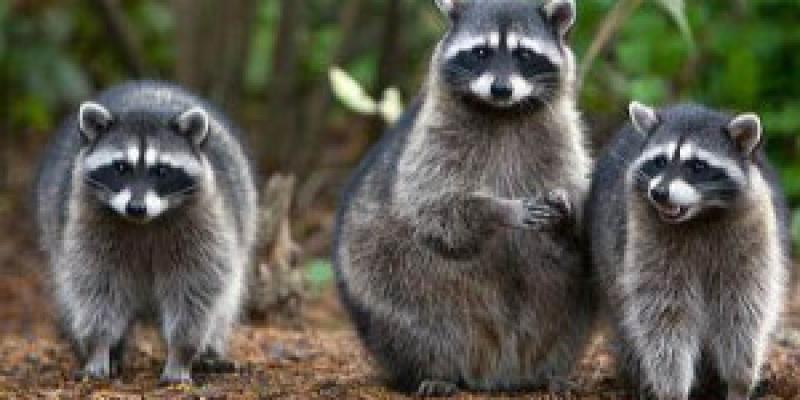 Three outdoors. Interstate Pest Management serving Portland OR & Vancouver WA talks about raccoon infestations and how to prevent them.