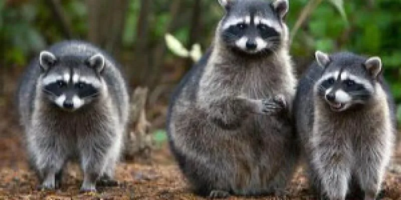 Three outdoors. Interstate Pest Management serving Portland OR & Vancouver WA talks about raccoon infestations and how to prevent them.