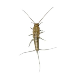 Silverfish