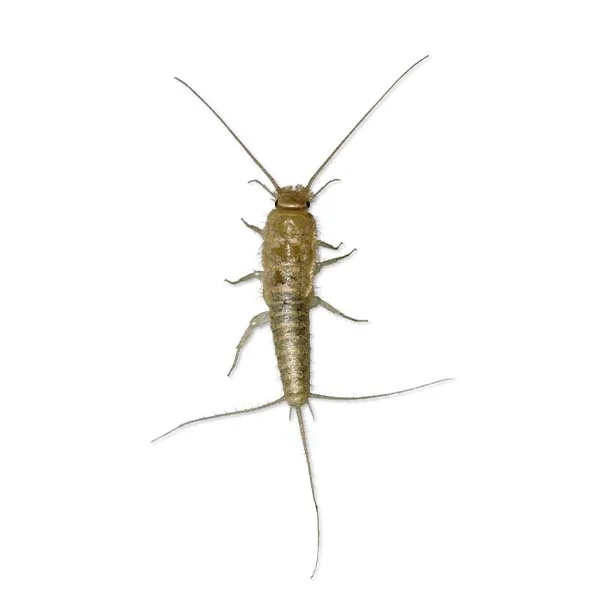 Silverfish — fast, wingless, silver nuisance pest