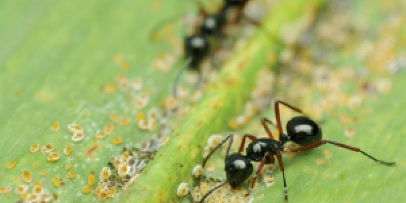 Two ants on a plant. Interstate Pest Management serving Portland OR & Vancouver WA talks about why spring weather means more bugs.