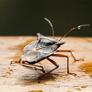 Close up of a Stink Bug. Interstate Pest Management serving Portland OR & Vancouver WA talks about 8 Facts Wikipedia Won’t Tell You about Stink Bugs.