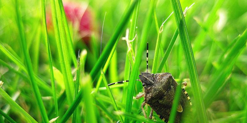 Small insect in the grass. Interstate Pest Management serving Portland OR & Vancouver WA talks about Common Fall House Pests (and How to Prevent Them).
