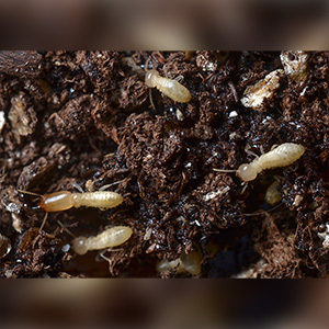Close up of Subterranean Termites. Interstate Pest Management serving Portland OR & Vancouver WA talks about 8 Facts Wikipedia Won’t Tell You about Termites.