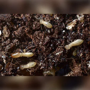 Close up of Subterranean Termites. Interstate Pest Management serving Portland OR & Vancouver WA talks about 8 Facts Wikipedia Won’t Tell You about Termites.
