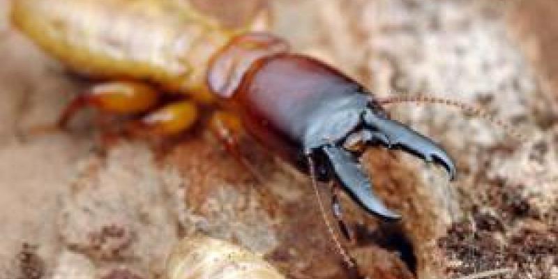Up close image of a dampwood termite. Interstate Pest Management serving Portland OR & Vancouver WA talks about Dampwood Termites Pay Exterminators in Portland, OR a Visit.