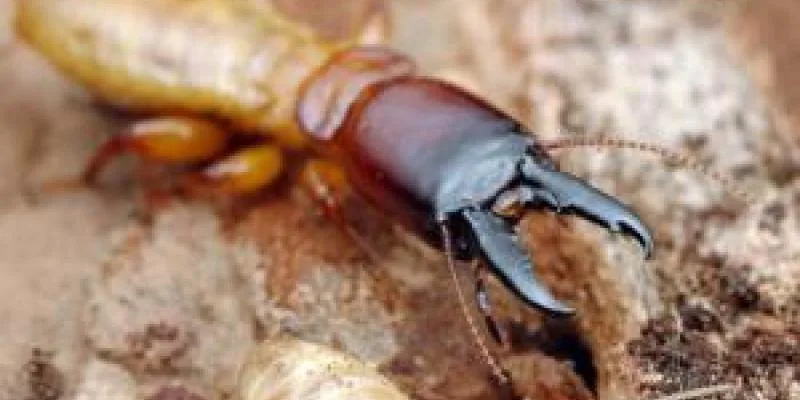 Up close image of a dampwood termite. Interstate Pest Management serving Portland OR & Vancouver WA talks about Dampwood Termites Pay Exterminators in Portland, OR a Visit.