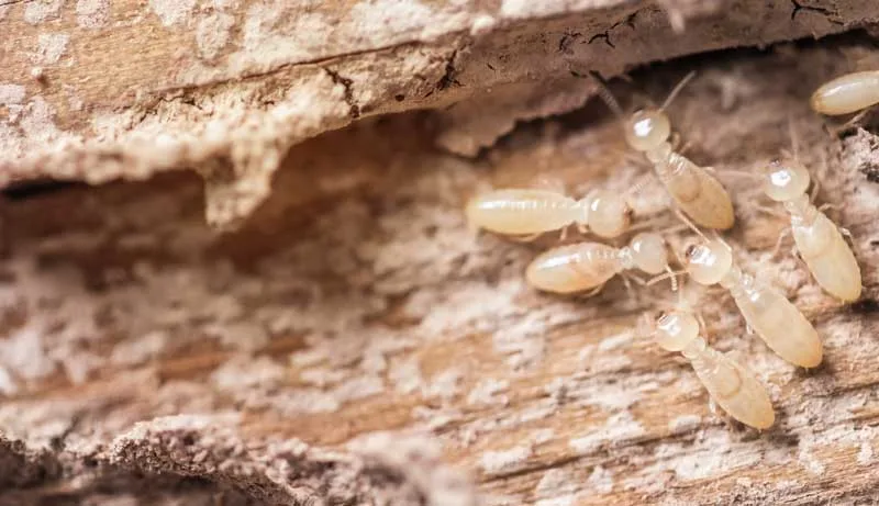 termites removal
