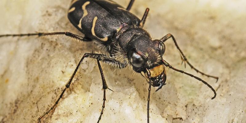 Tiger beetle. Interstate Pest Management serving Portland OR & Vancouver WA talks about 5 Endangered Bugs You Shouldn’t Stomp On.