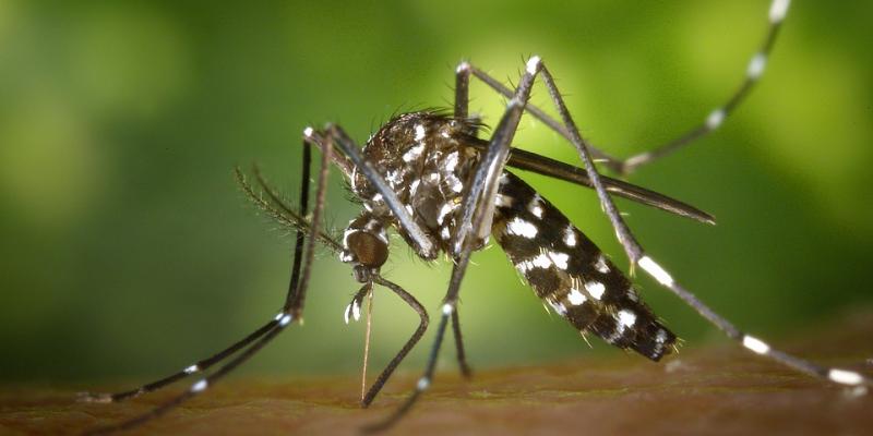 Up close image of a mosquito biting a person. Interstate Pest Management serving Portland OR & Vancouver WA talks about mosquitoes, mankind's #1 killer.