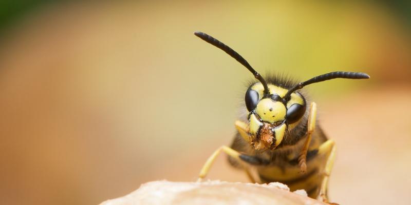 Up close image of a wasp. Interstate Pest Management serving Portland OR & Vancouver WA talks about wasps.