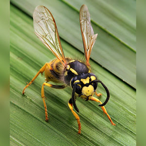 Close up of a Wasp. Interstate Pest Management serving Portland OR & Vancouver WA talks about 8 Facts Wikipedia Won’t Tell You about Wasps.