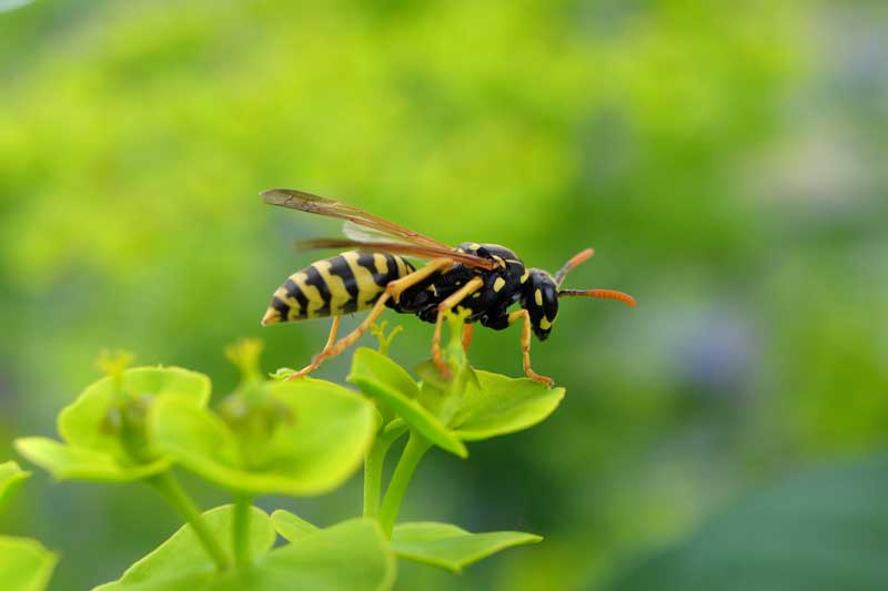 Bees, Wasps, & Hornets Exterminators - Control - Removal in Vancovuer WA and Portland OR