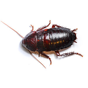 Close up of a wood cockroach. Interstate Pest Management serving Portland OR & Vancouver WA talks about 8 Facts Wikipedia Won’t Tell You about wood cockroaches.