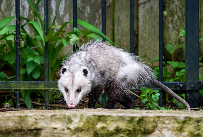 Wildlife trapping and removal in Portland OR and Vancouver WA