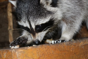 Raccoon eating crumbs. Interstate Pest Management, serving Portland OR and Vancouver WA provides wildlife cleanup services.