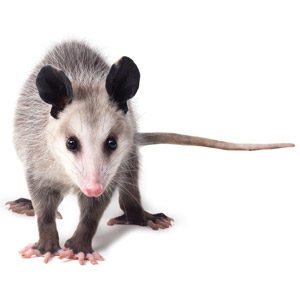 Opossum on white background. Interstate Pest Management serving Portland OR & Vancouver WA talks about opossums identification and information