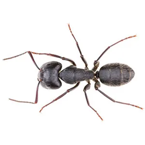 Black carpenter ant close-up — the largest and most destructive ant in PNW homes