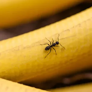 Little black ant (Monomorium minimum) close-up — one of the smallest ants found in Pacific Northwest homes