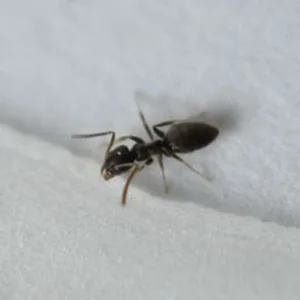 Odorous house ant close-up — most common indoor ant in PNW homes
