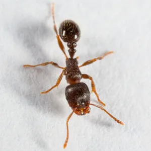 Pavement ant close-up — common ant nesting under sidewalks and driveways