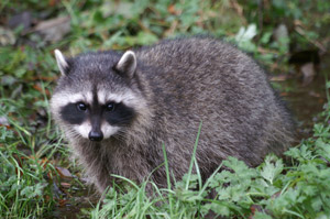 Raccoon in the wild. Interstate Pest Management, serving Portland OR and Vancouver WA provides safe raccoon trapping and removal services. 