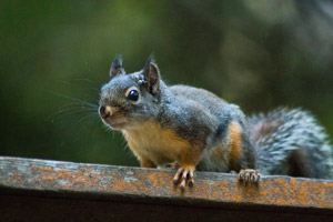 Up close look at a squirrel. Interstate Pest Management, serving Portland OR and Vancouver WA provides safe and reliable squirrel trapping and removal services.