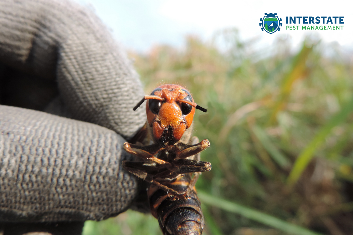 Person holding a murder hornet. Interstate Pest Management, serving Portland OR and Vancouver WA describes what murder hornets are and what to look for.