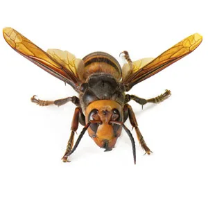 Northern Giant Hornet (Vespa mandarinia), formerly called Asian Giant Hornet or 'murder hornet', the world's largest hornet, declared eradicated from Washington state by WSDA in December 2024