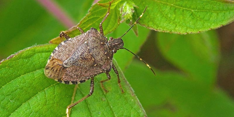 Stink bug